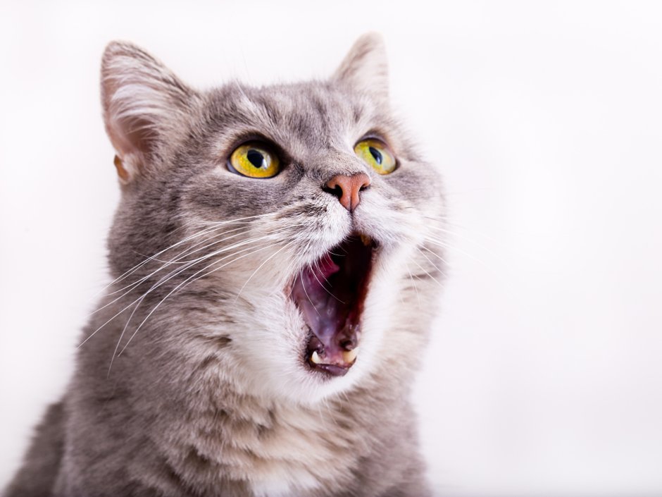 Необычные коты