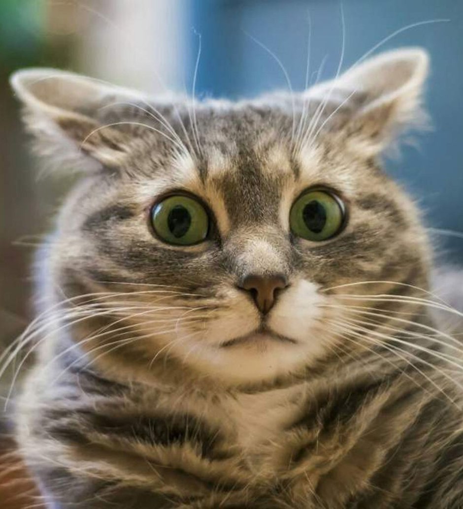 Удивленный кот