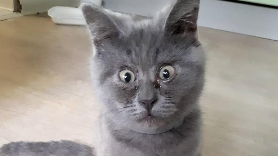 Смешной кот