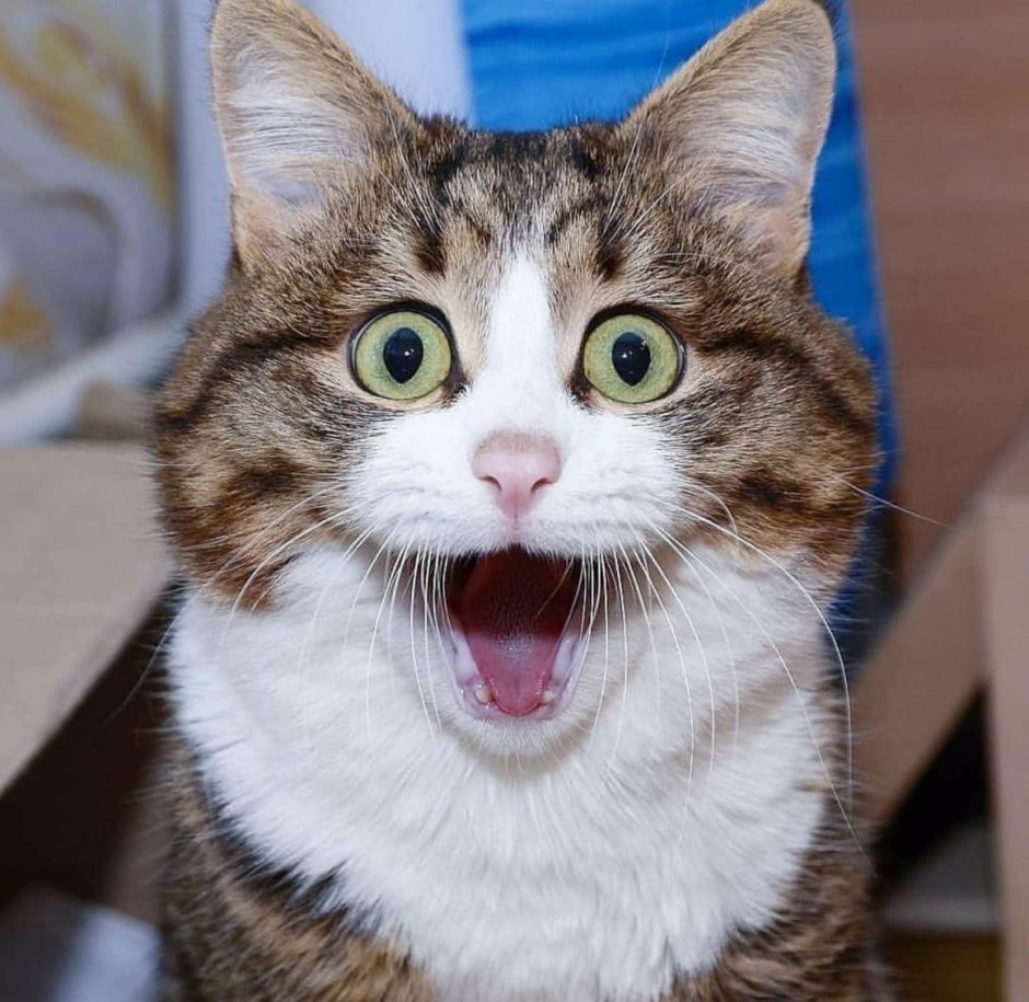 Удивленный кот
