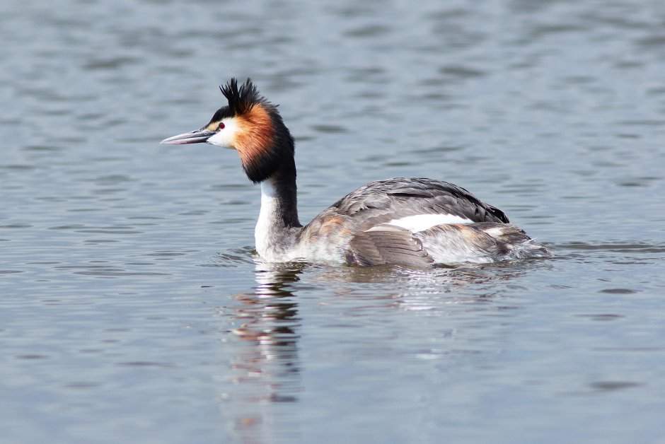 . Большая поганка (чомга) Podiceps cristatus