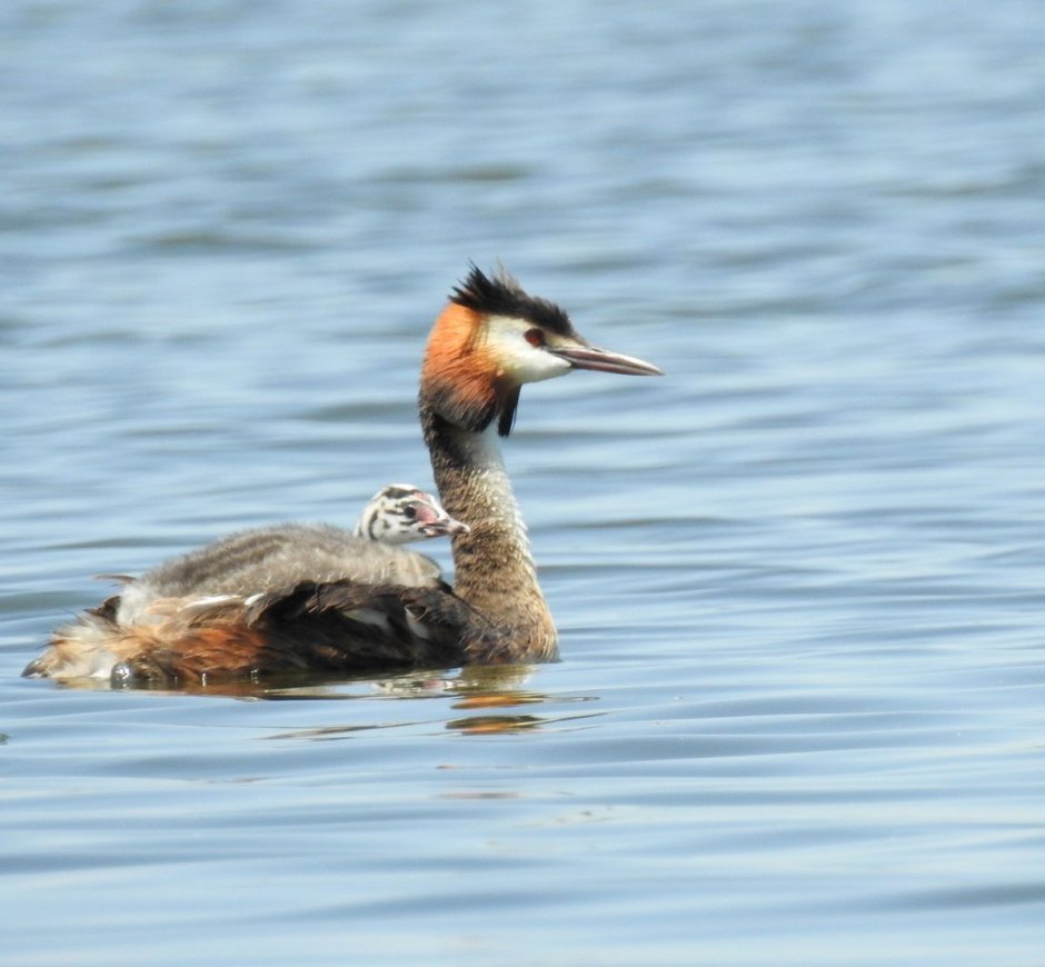 Большая поганка – Podiceps cristatus