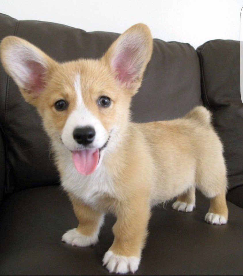 Бигль и корги метис