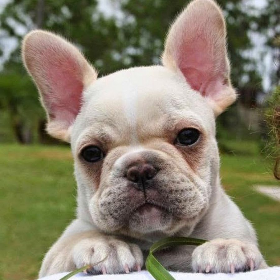 Французский бульдог белый большой