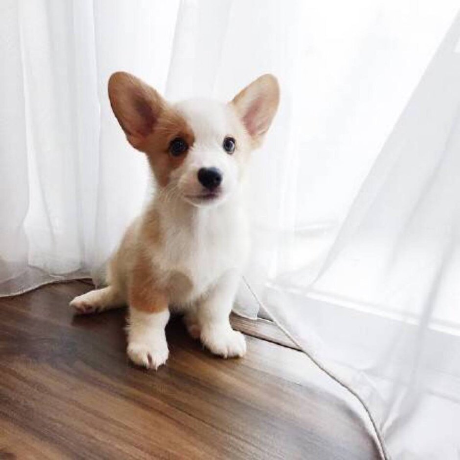 Корги маленькие щенки