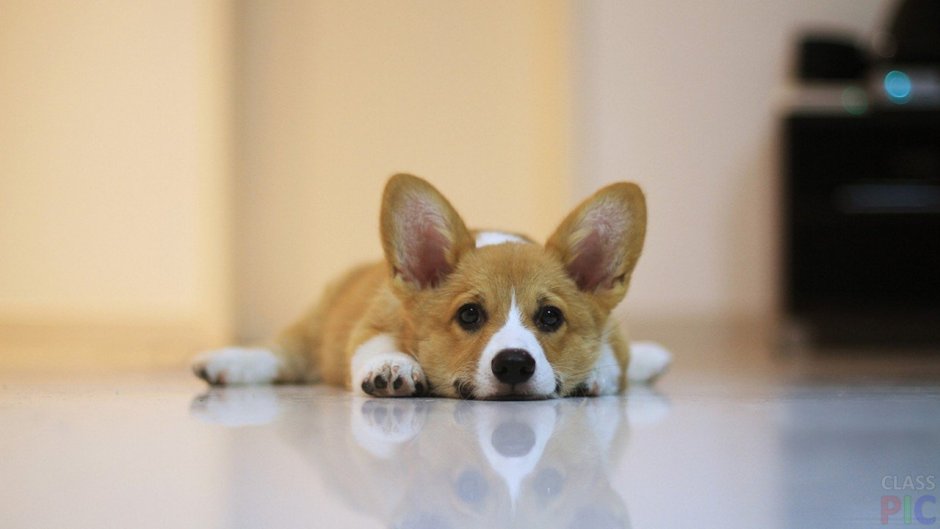 Вельш корги милые