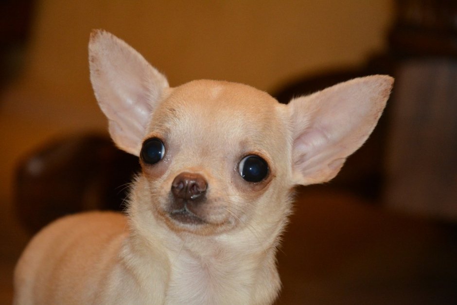 Чихуахуа ушастая