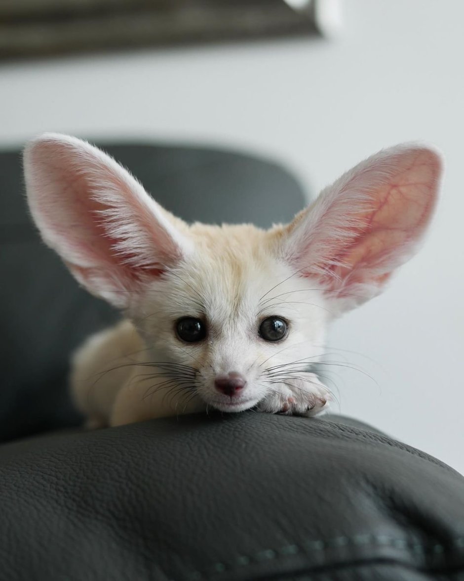 Большеухая лисица фенек