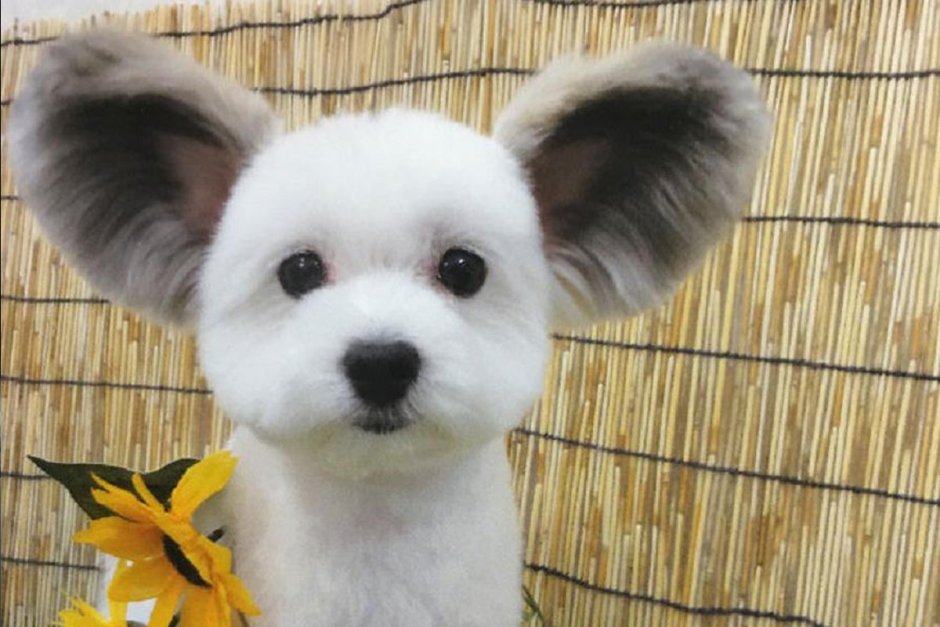 Порода собак Miki