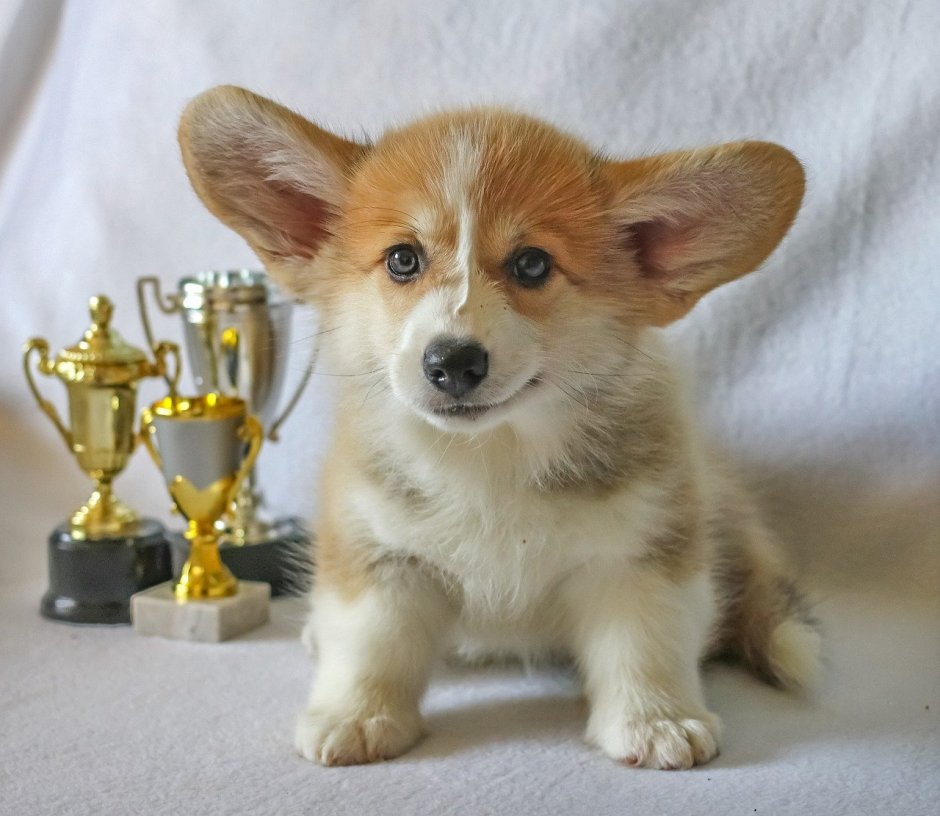 Собаки породы вельш корги пемброк