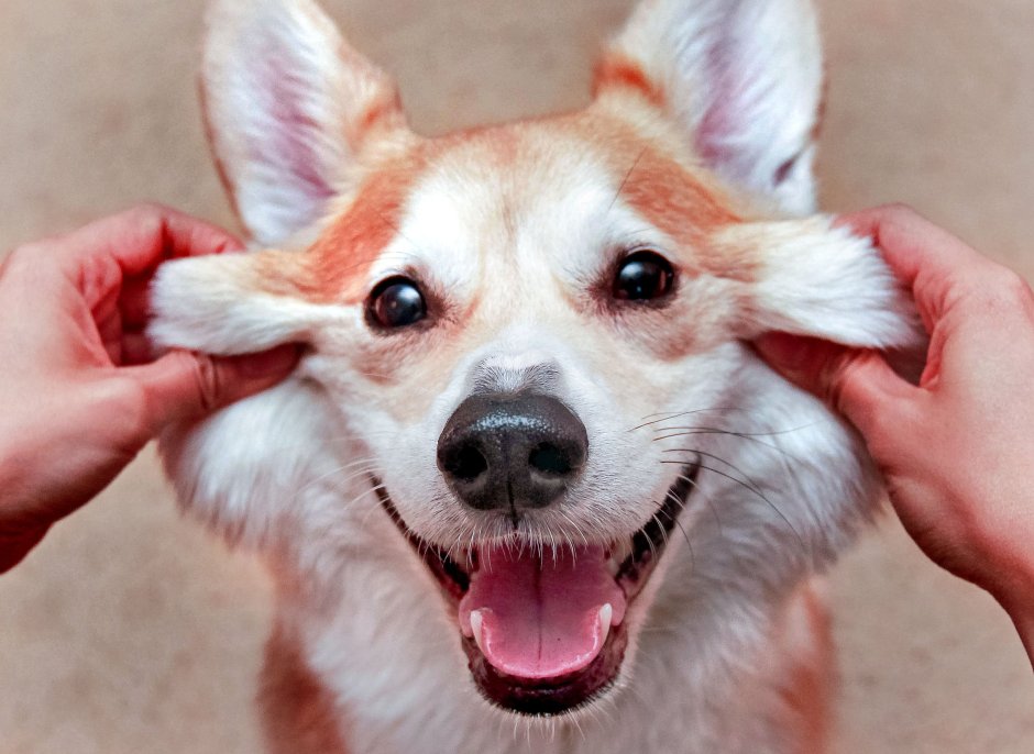 Вельш корги улыбается