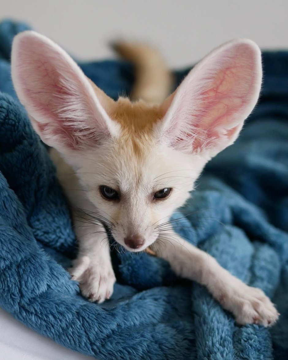 Лисички фенек