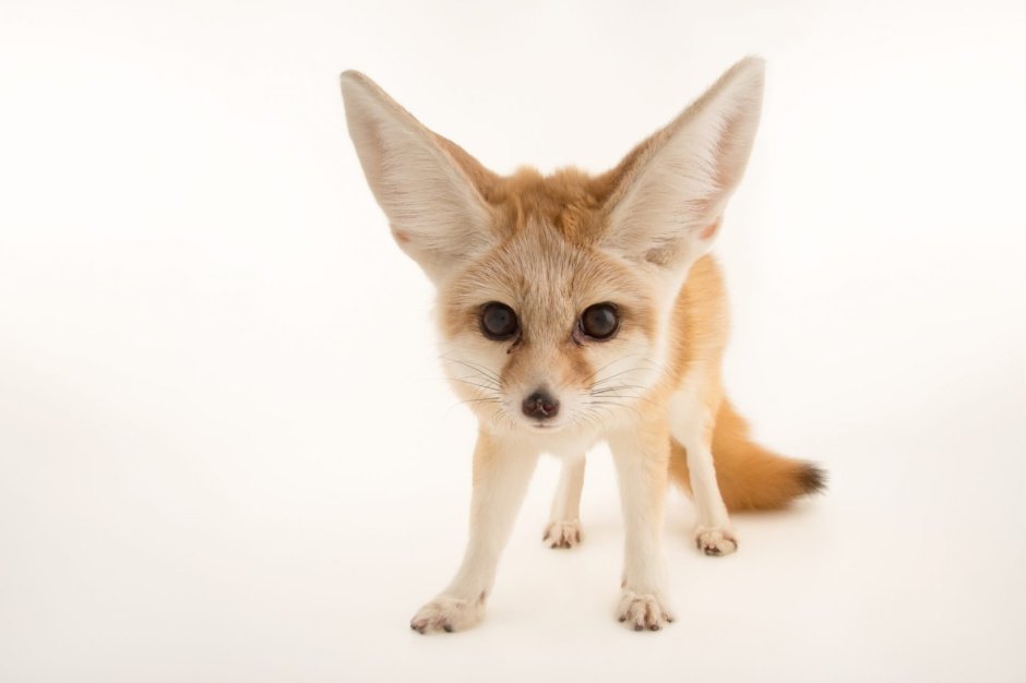 Фенек палитра