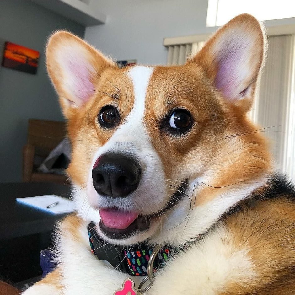 Корги пемброк мордочка