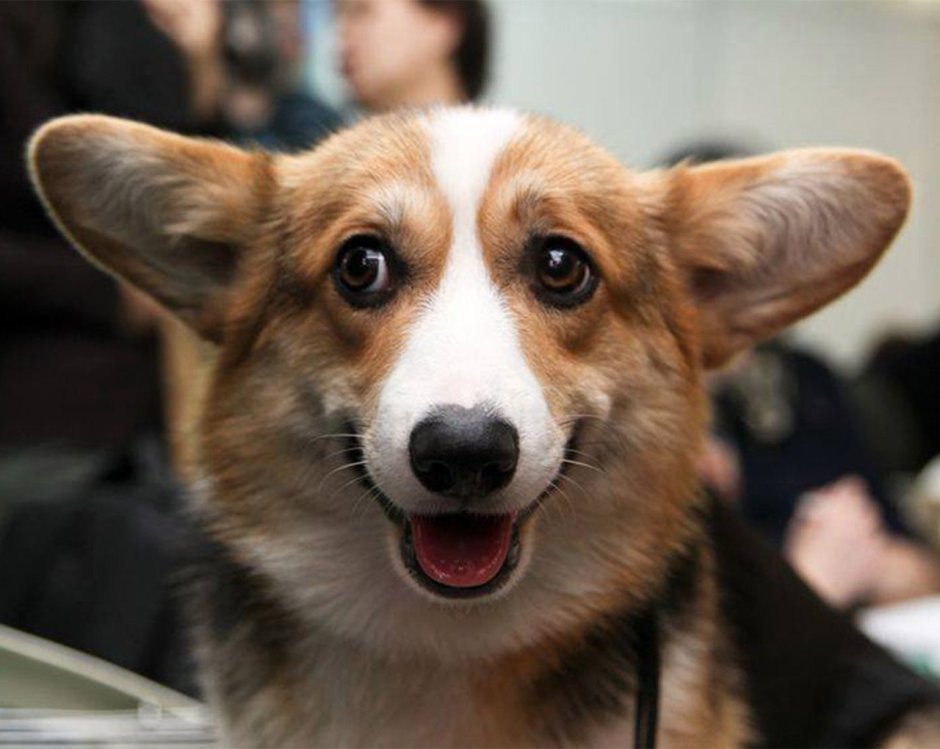 Шутки про собак