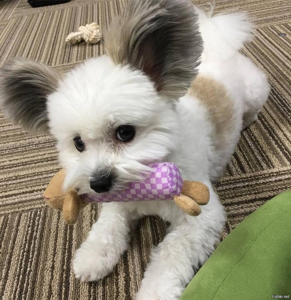 Собачка с большими ушами