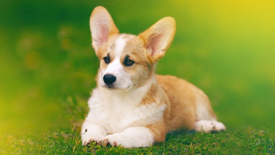Порода собак вельш корги
