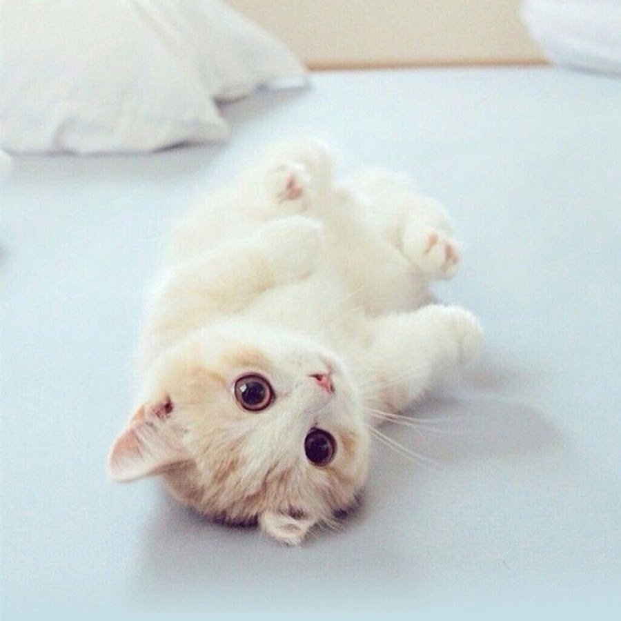 Кошки мимими