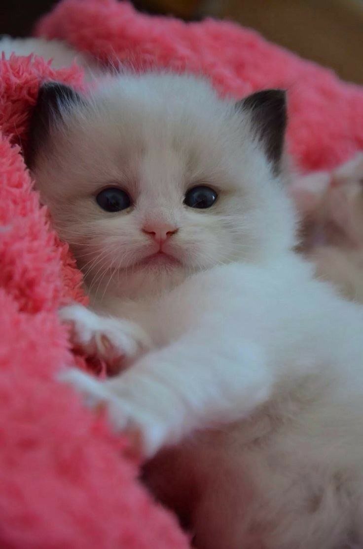 Котики милые маленькие