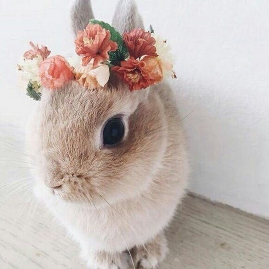 Милый зайчик