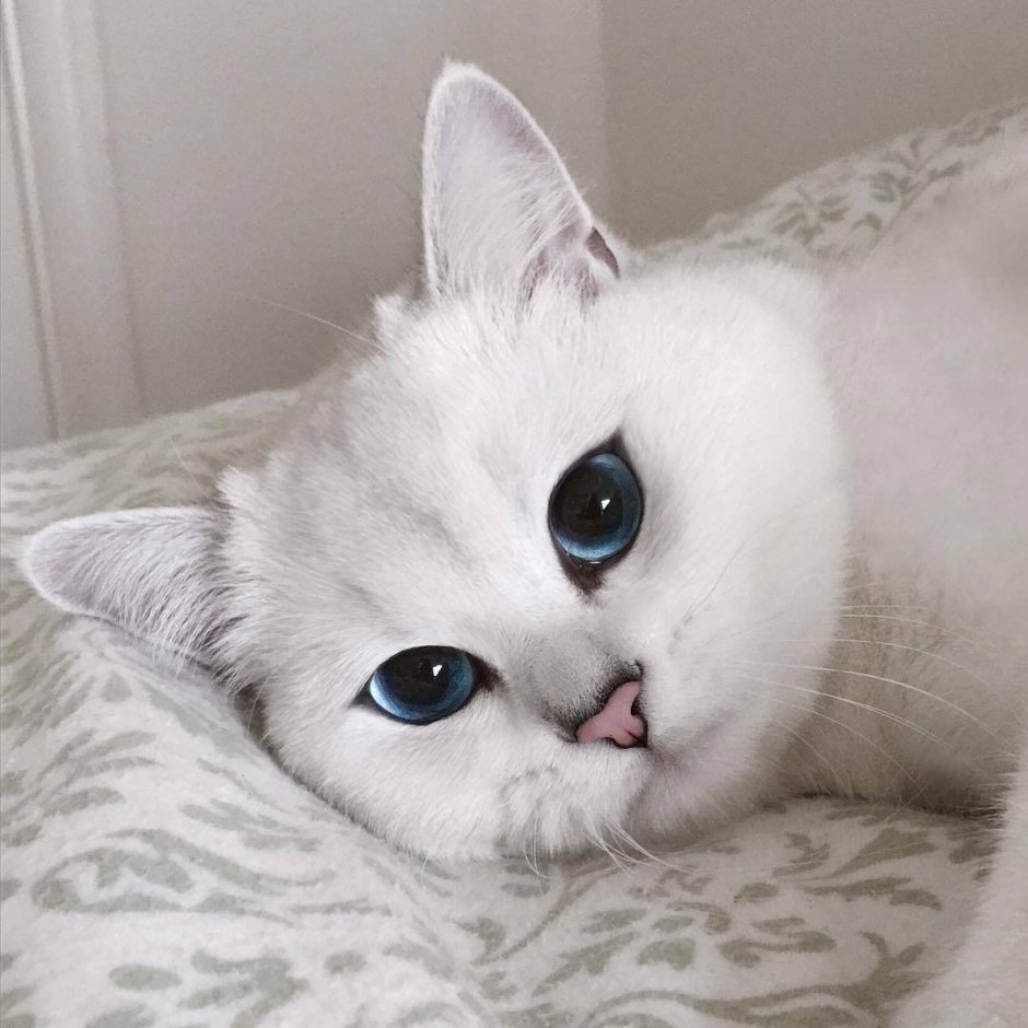 Британская шиншилла Коби кошка