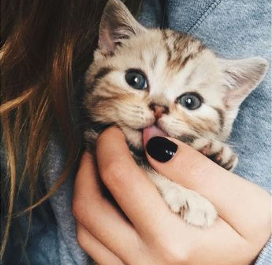 Милые котики