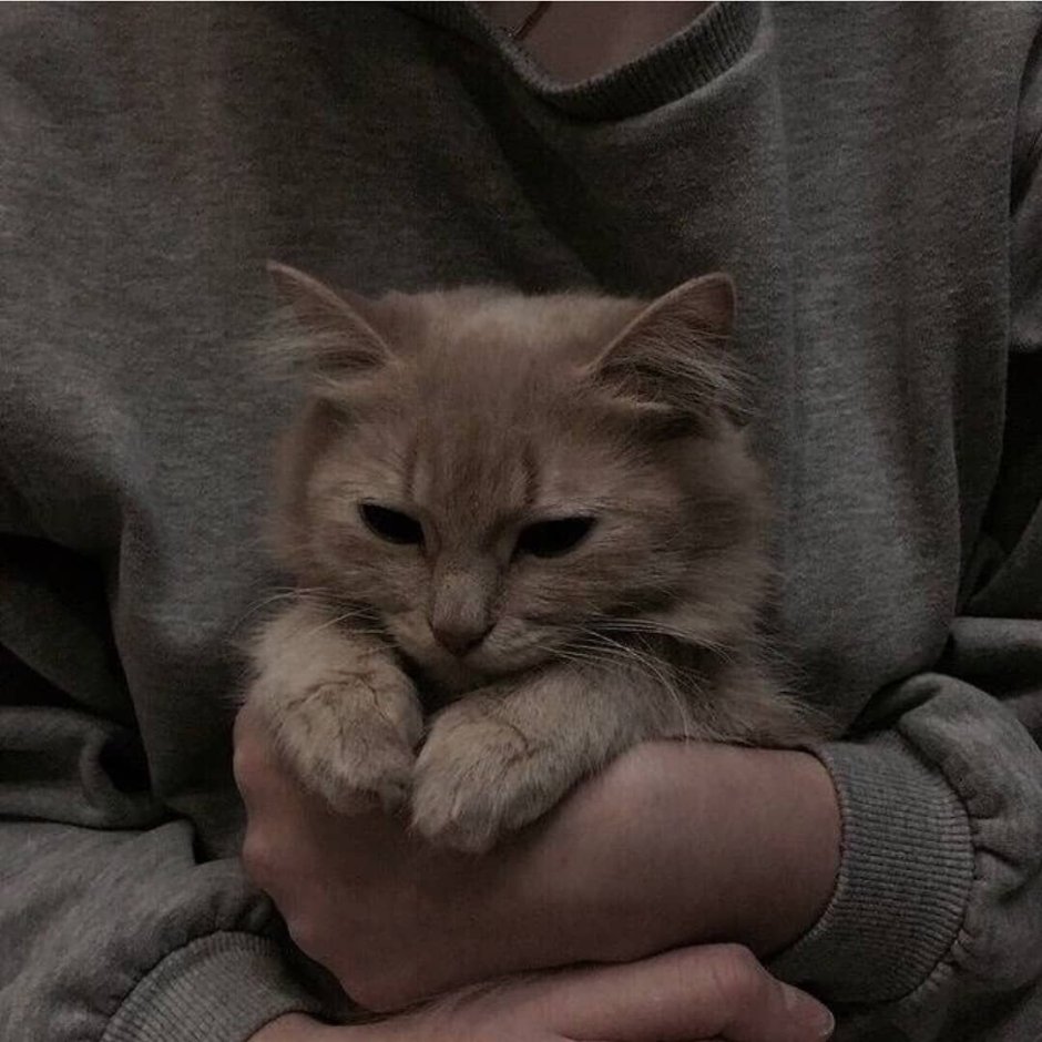 Котята Эстетика