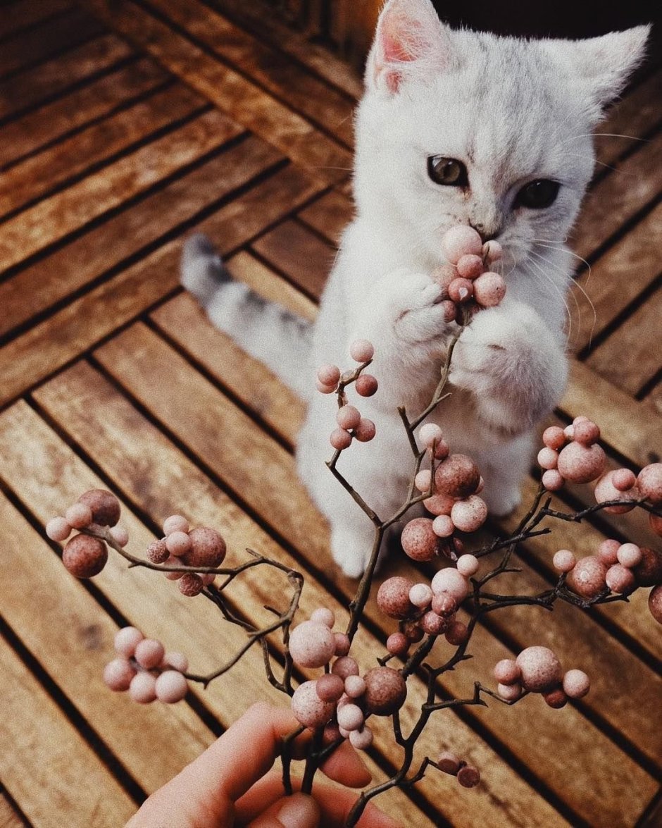 Милые коты Эстетика