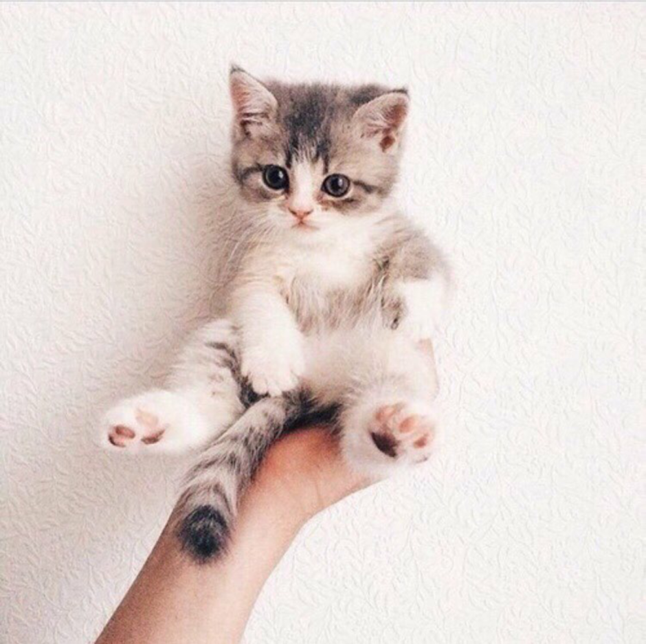 Котята Эстетика