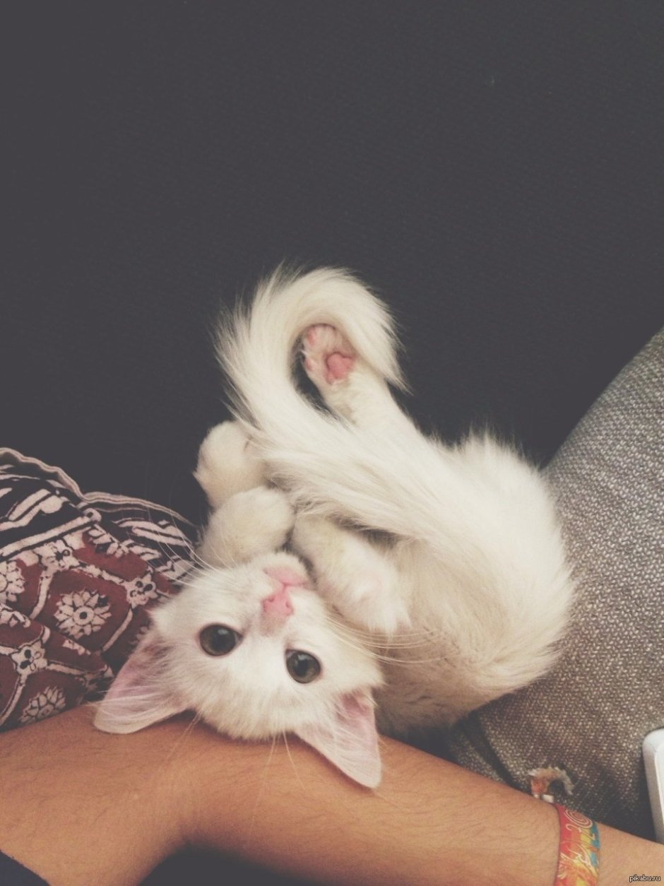 Котики с сердечками