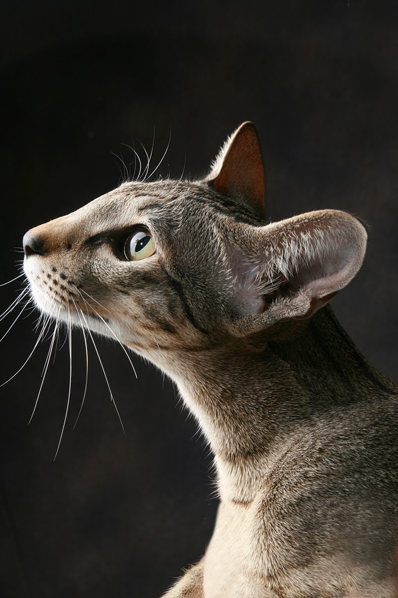 Кошка Ориентал короткошёрстная