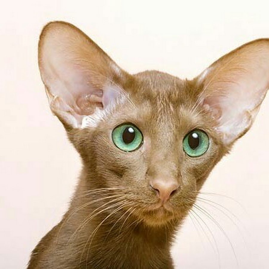 Порода кошки Ориентал Сиам