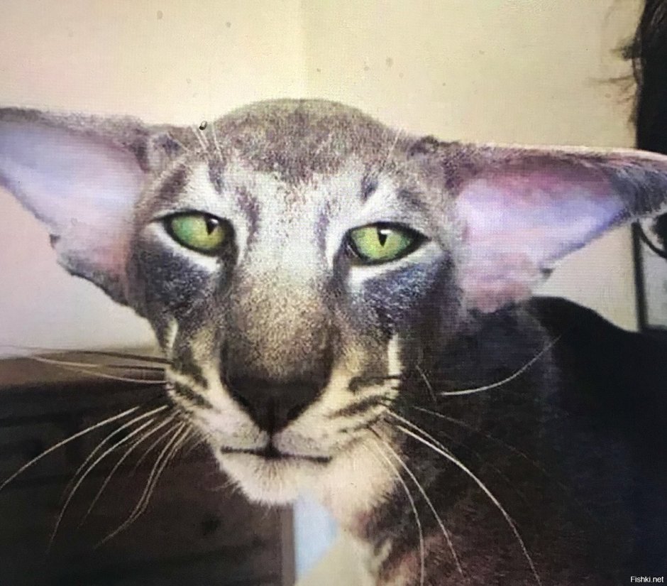 Грузинская порода кошек Ориентал