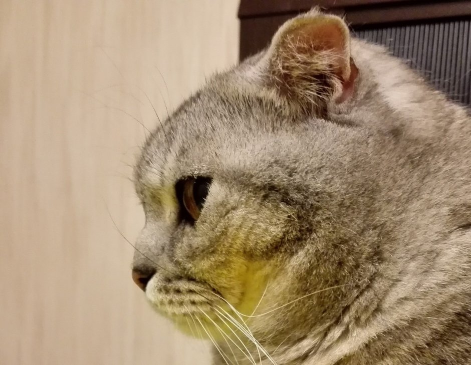 Нос британской кошки