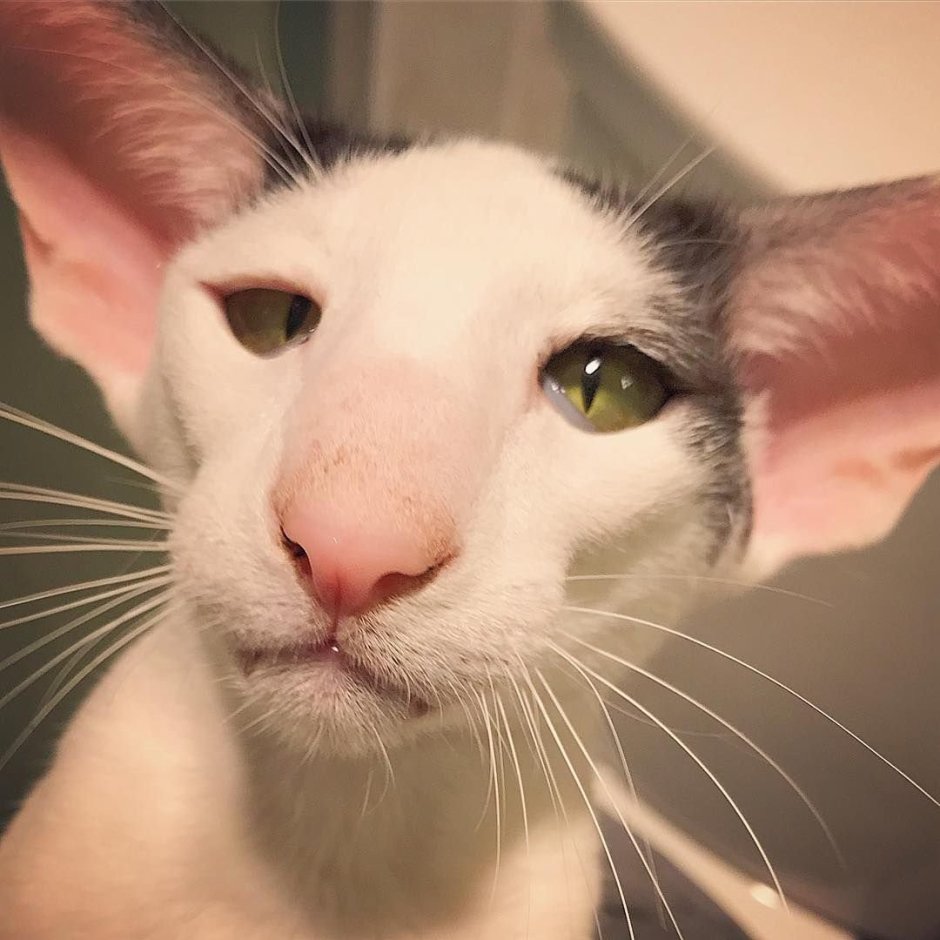 Коты ориенталы грузины