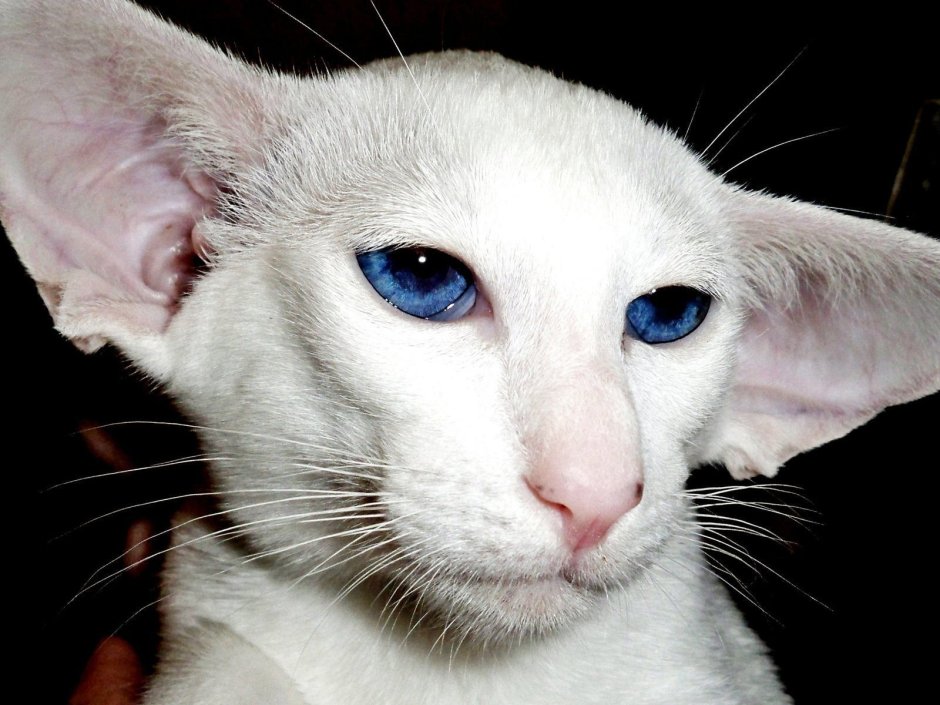 Ориентальные кошки разноглазые