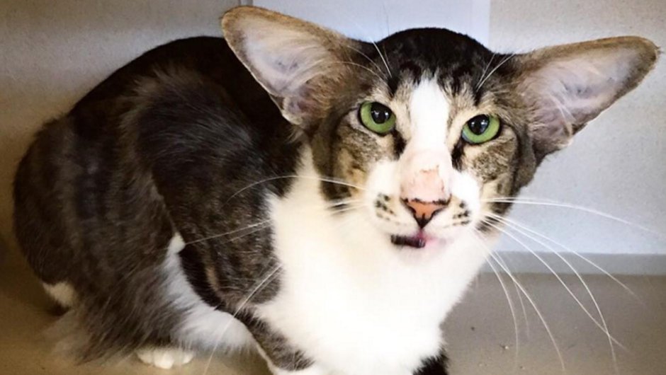 Ориентальная кошка Гавана