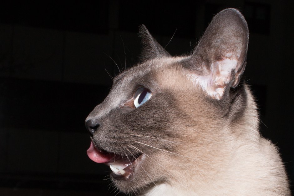 Сиамская кошка мяукает