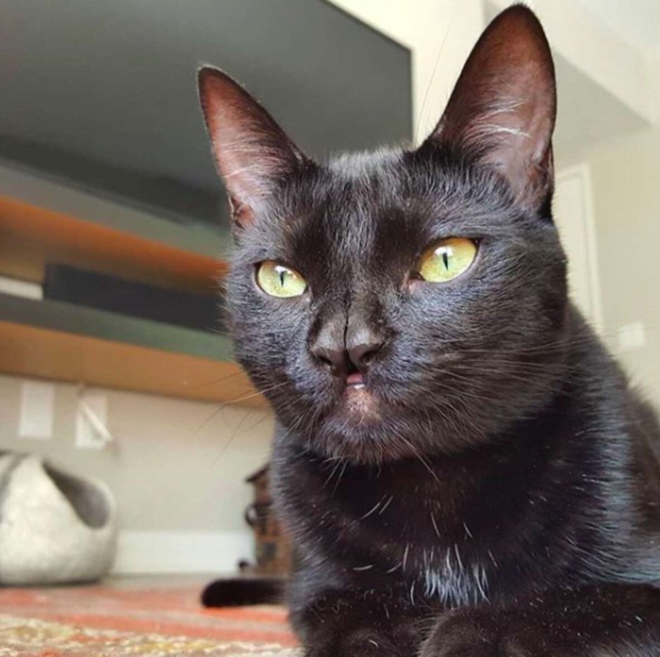 Кот с широкой переносицей