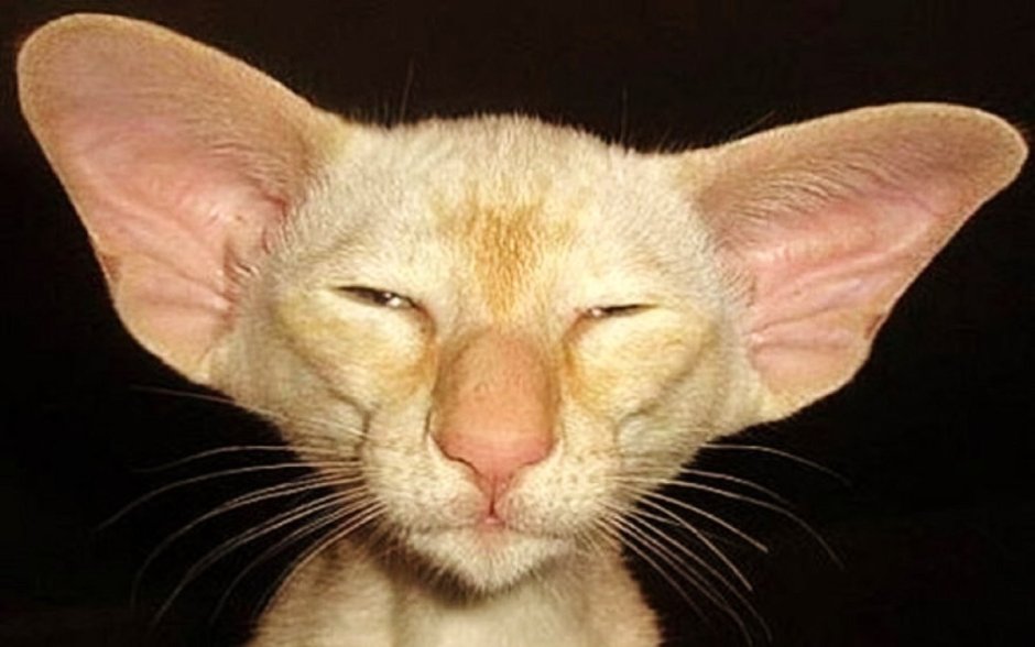 Шутки про уши