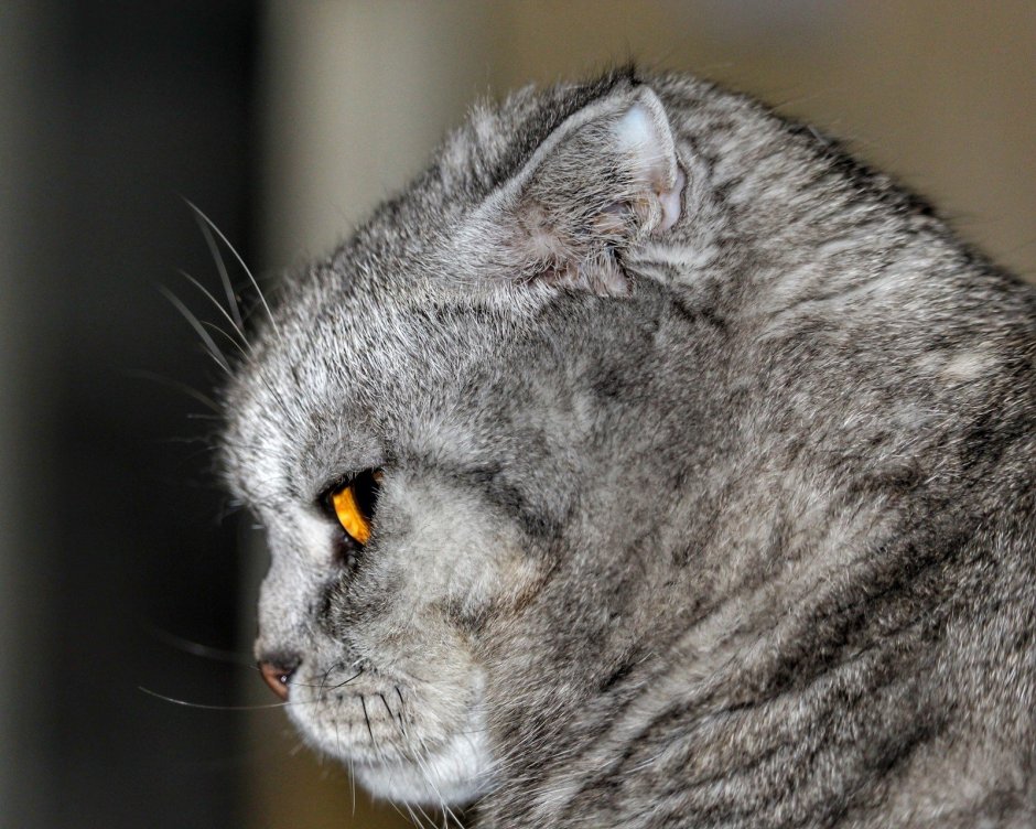 Бультерьер золотистый