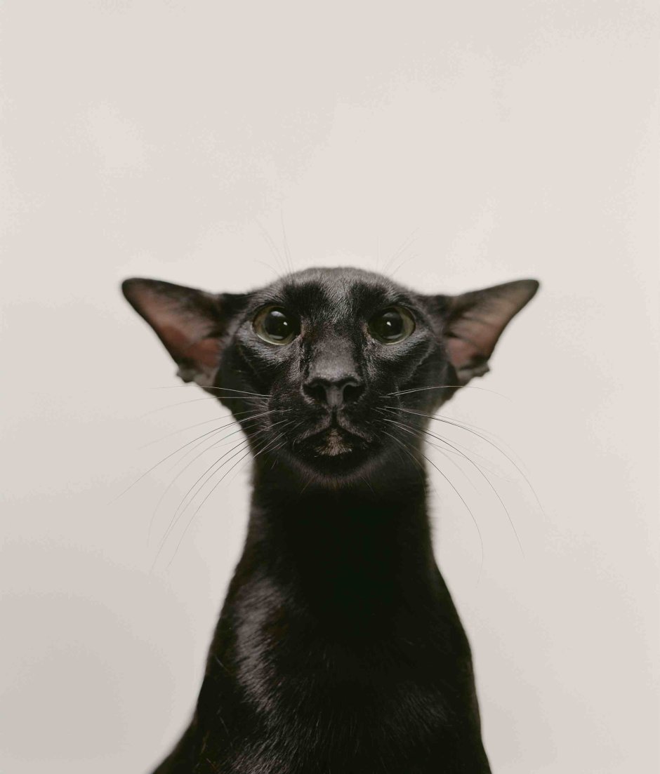 Кот Ориентал косоглазый