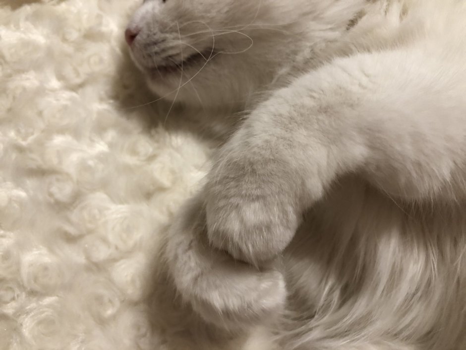 Кошачья Эстетика