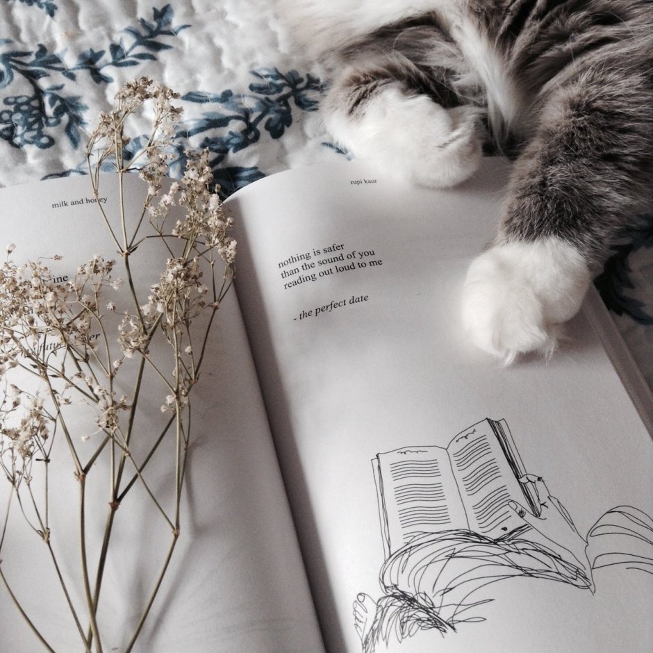 Коты и книги Эстетика