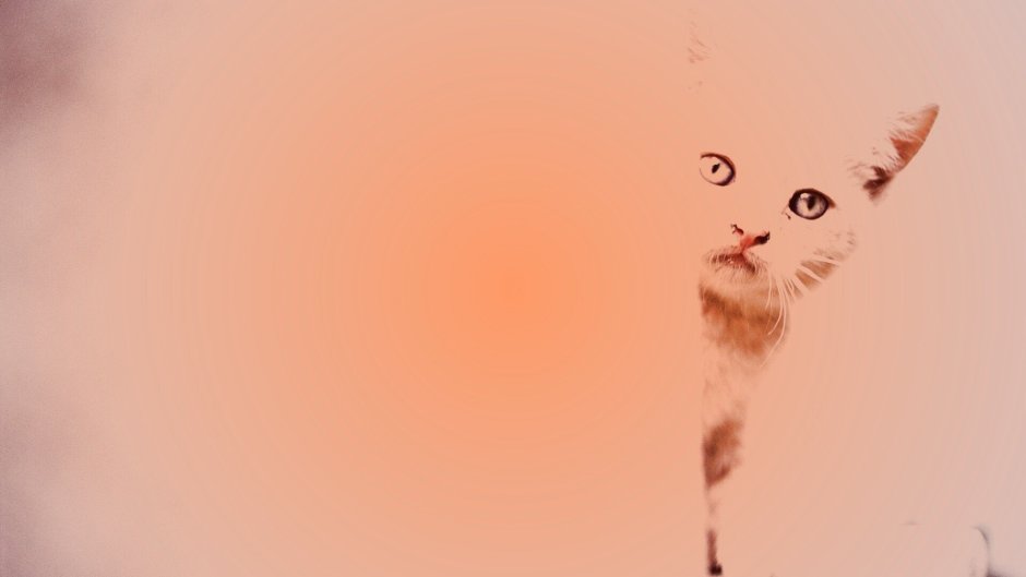 Обои с котиками Эстетика