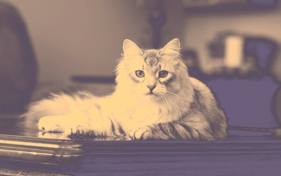 Эстетичные обои с котиками