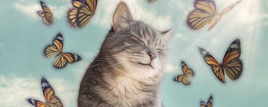 Коты и бабочки