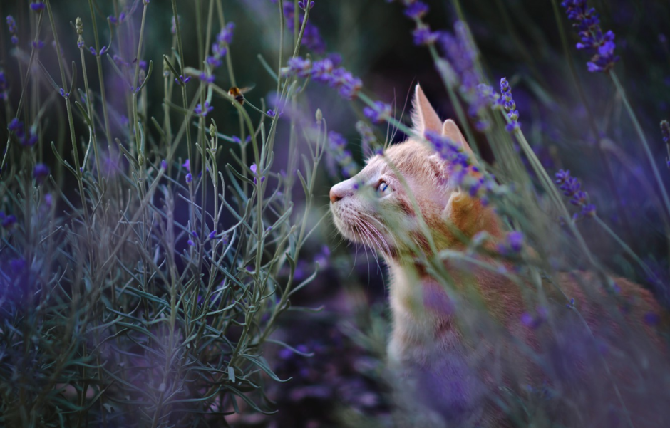 Кот в лаванде