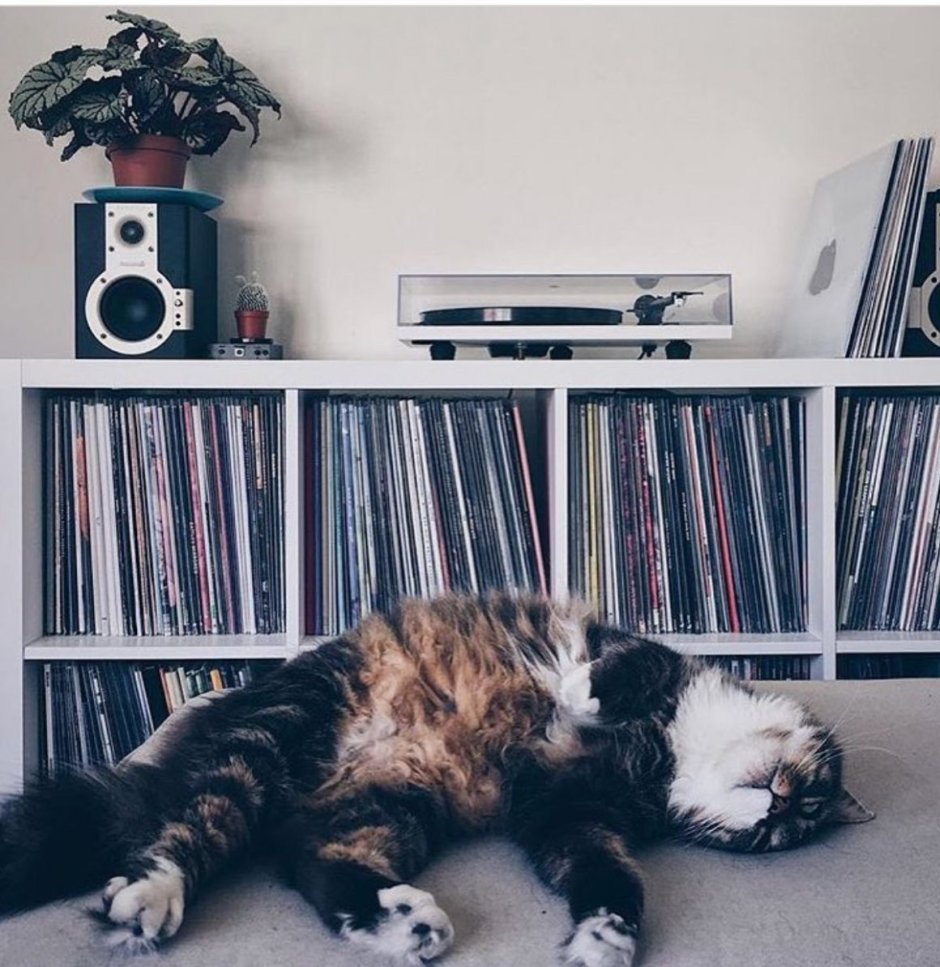 Обои Эстетика коты