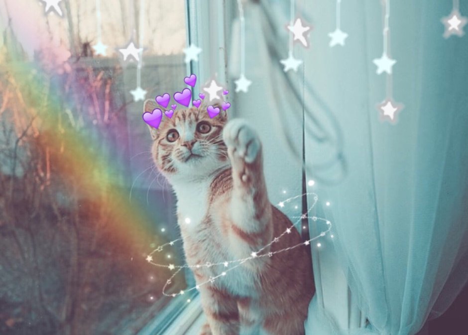 Милые котики с обработкой